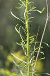 Canadian horseweed